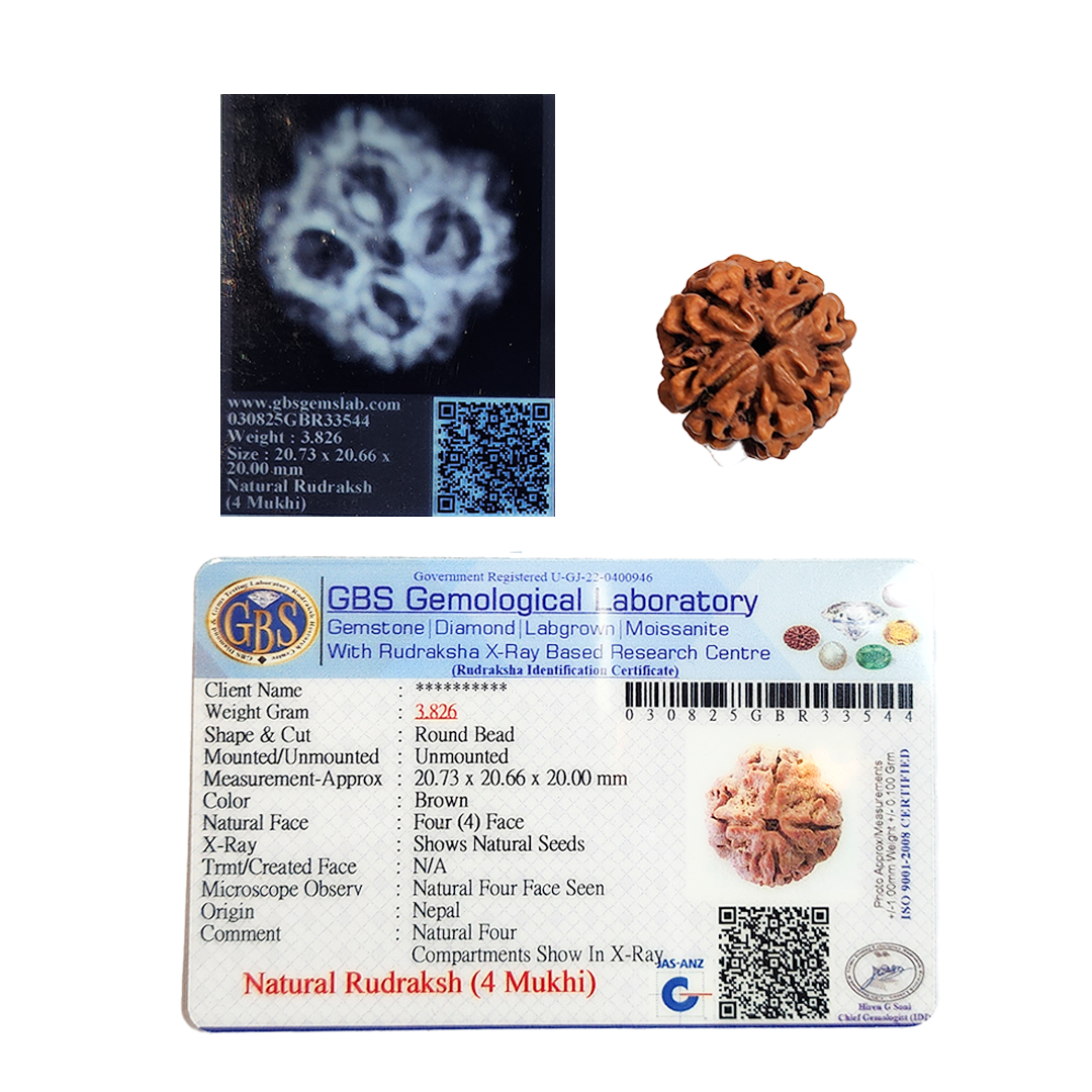 4 Mukhi Nepali Rudraksha image 2