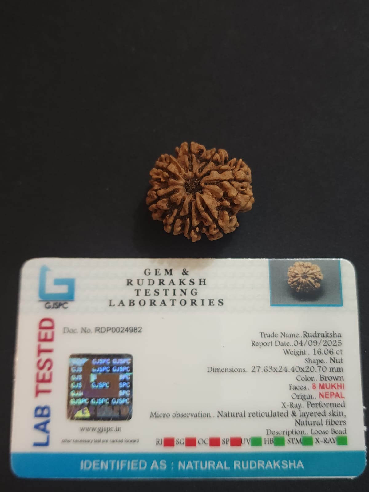 8 Mukhi Nepali Rudraksha image 2