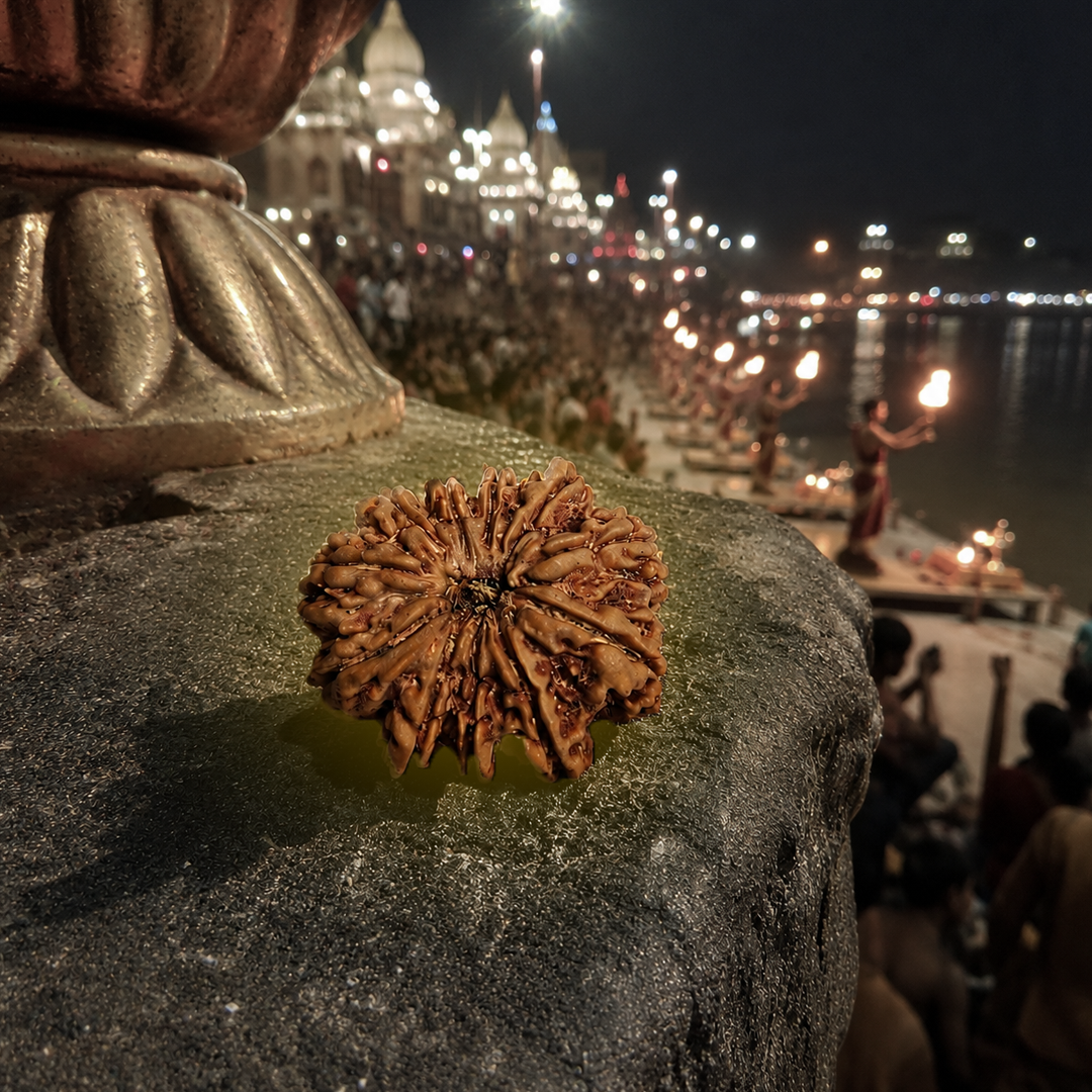11 Mukhi Nepali Rudraksha image 3