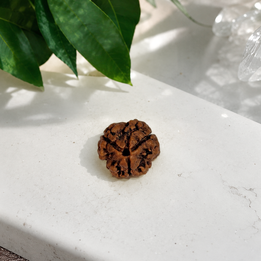 3 Mukhi Nepali Rudraksha image 4