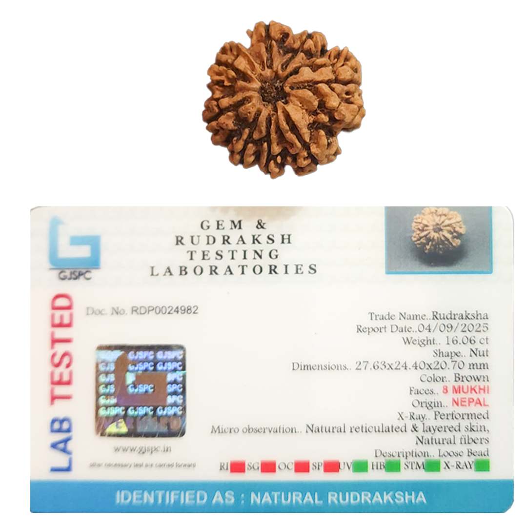 8 Mukhi Nepali Rudraksha image 2