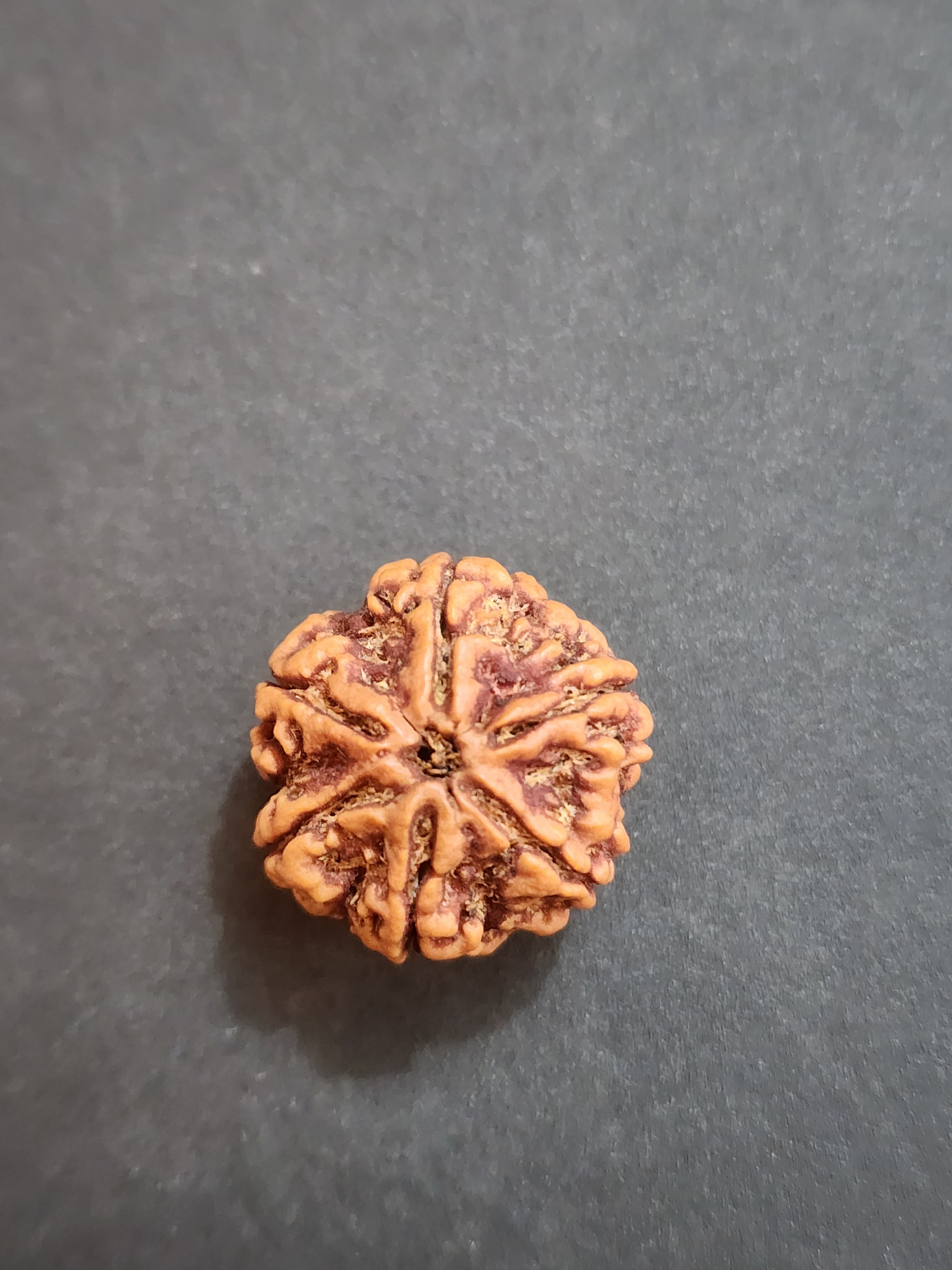 6 Mukhi Nepali Rudraksha image 6
