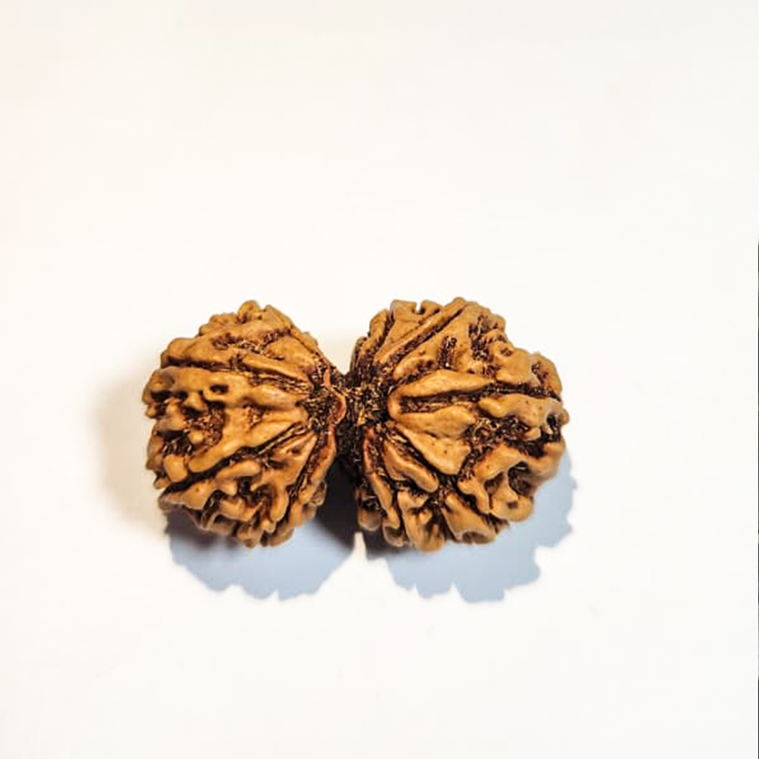Gauri Shanker   Nepali Rudraksha
