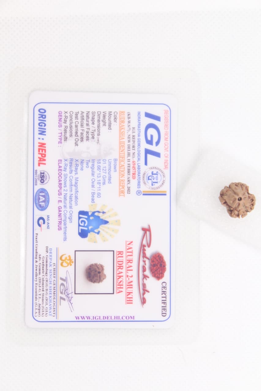 3 Mukhi Nepali Rudraksha image 4