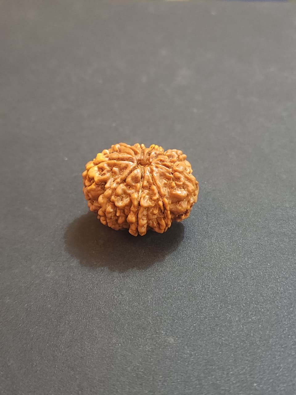 9 Mukhi Nepali Rudraksha