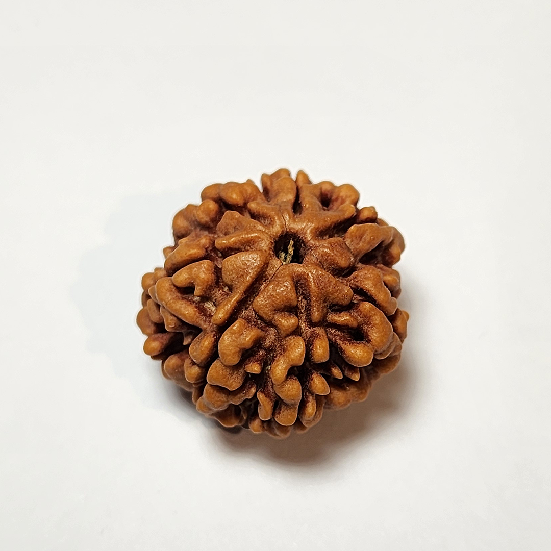 7 Mukhi Nepali Rudraksha