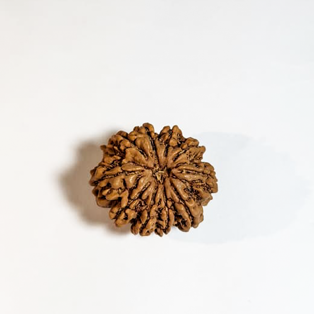 10 Mukhi Nepali Rudraksha