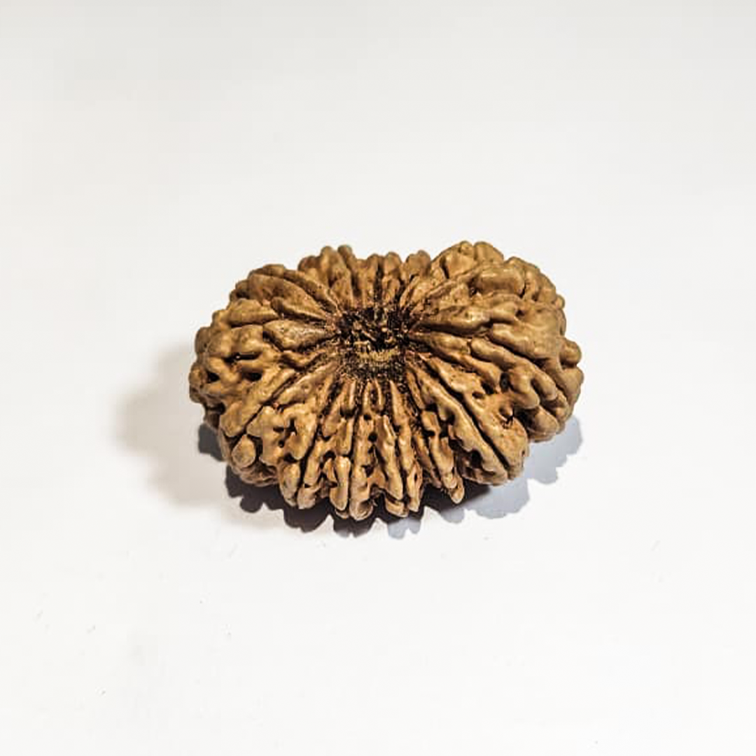 14 Mukhi Nepali Rudraksha