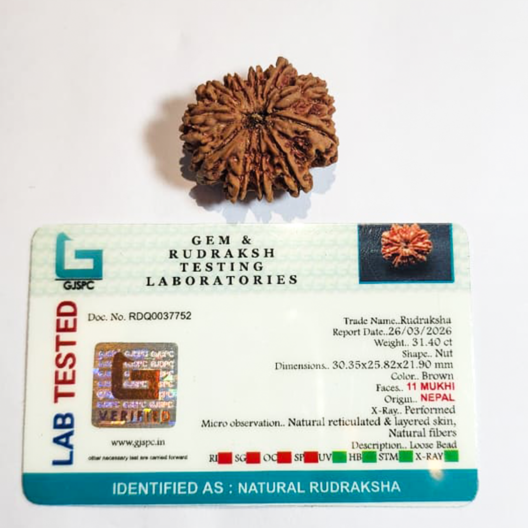 11 Mukhi Nepali Rudraksha image 2