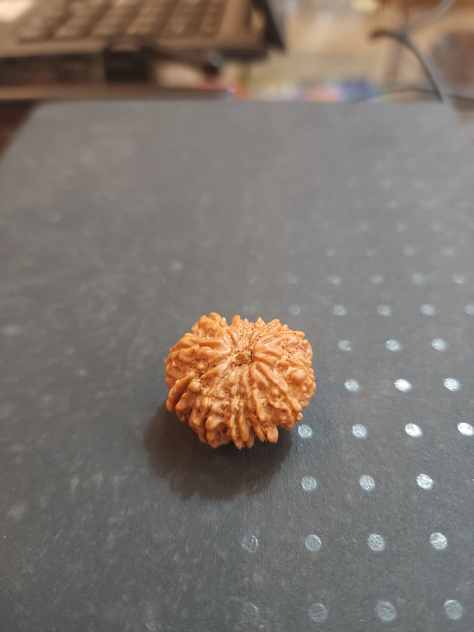 12 Mukhi Nepali Rudraksha image 4