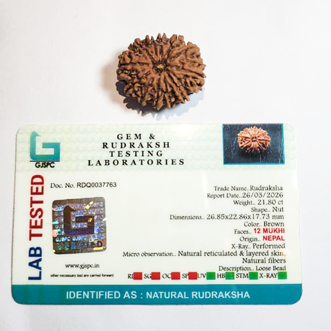 12 Mukhi Nepali Rudraksha image 2