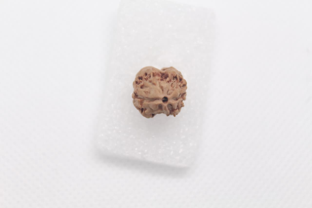 3 Mukhi Nepali Rudraksha image 3