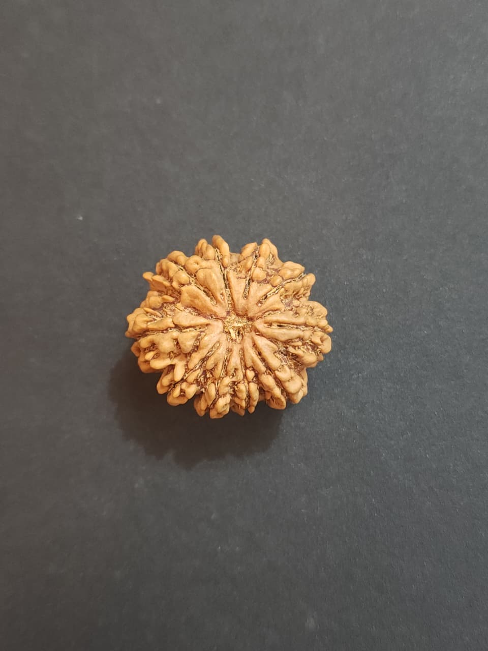 10 Mukhi Nepali Rudraksha