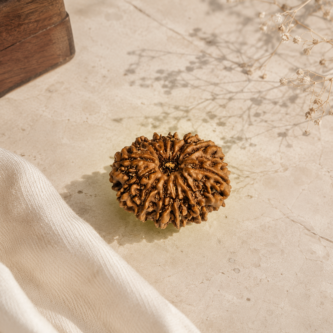 12 Mukhi Nepali Rudraksha image 3