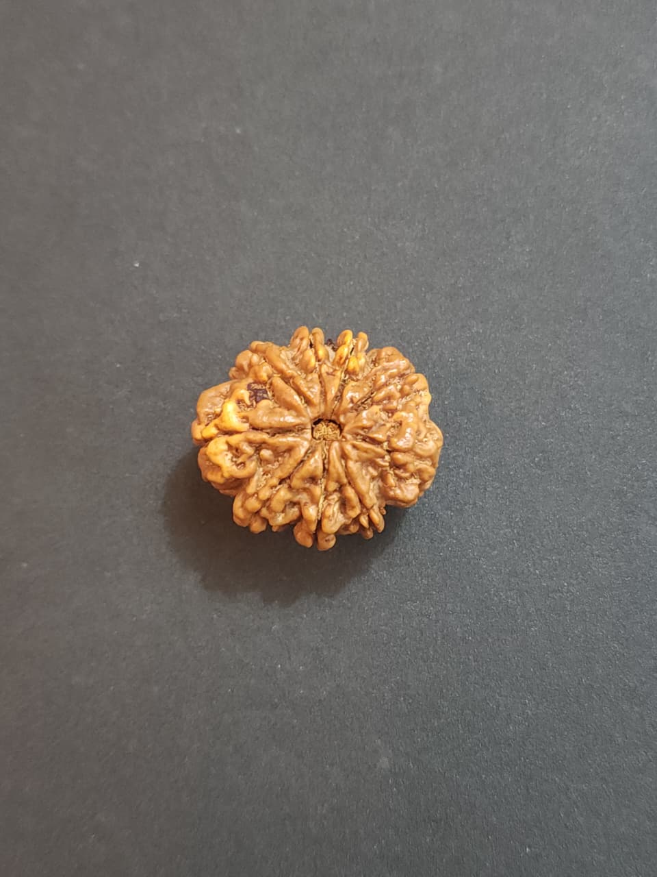 9 Mukhi Nepali Rudraksha image 4