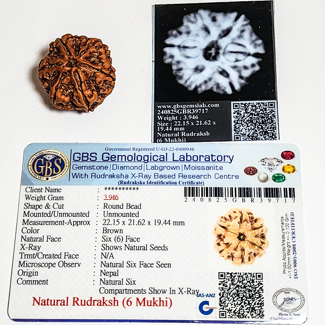6 Mukhi Nepali Rudraksha image 2