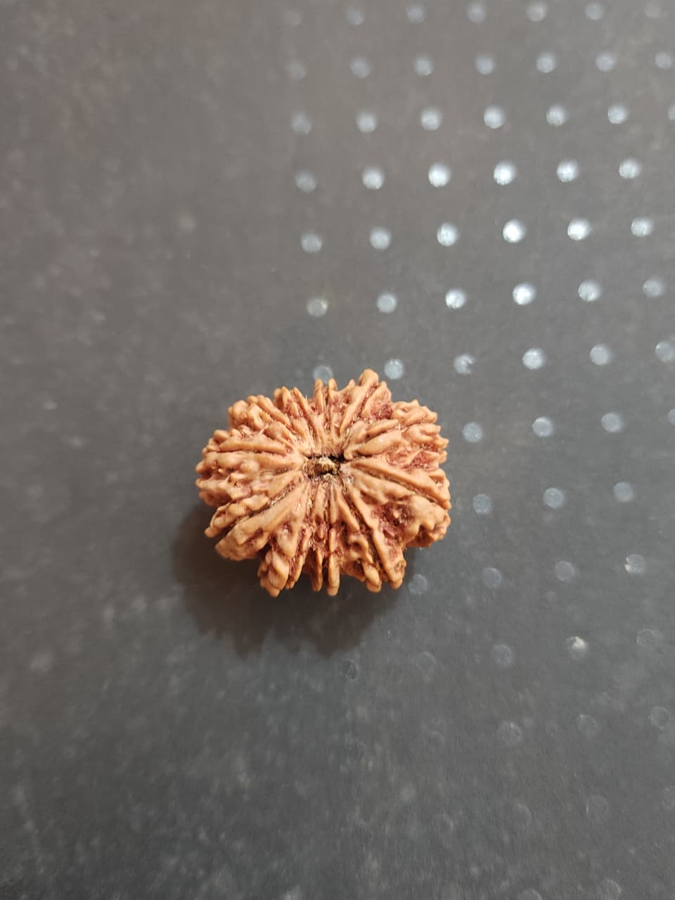 11 Mukhi Nepali Rudraksha image 5
