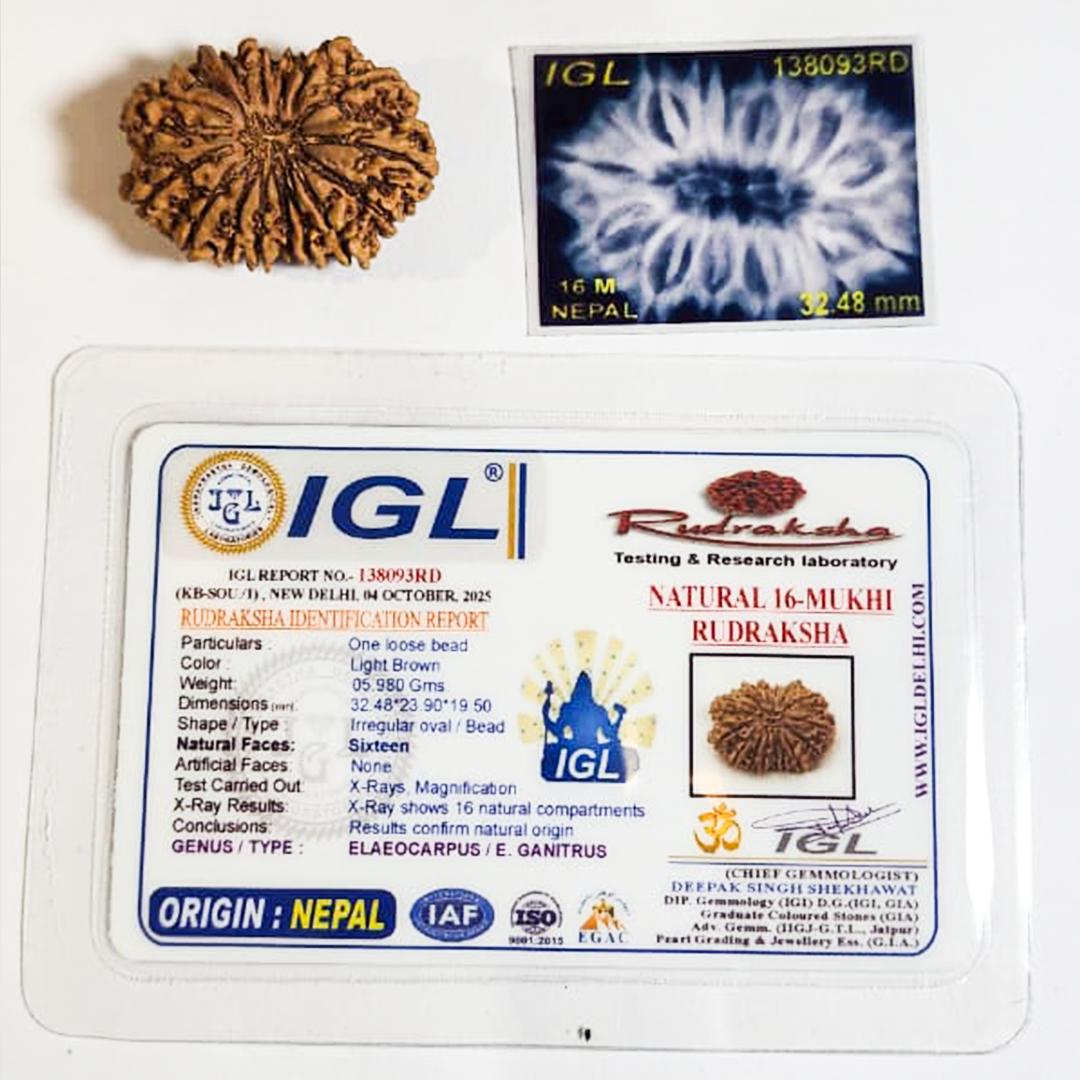 16 Mukhi Nepali Rudraksha image 2
