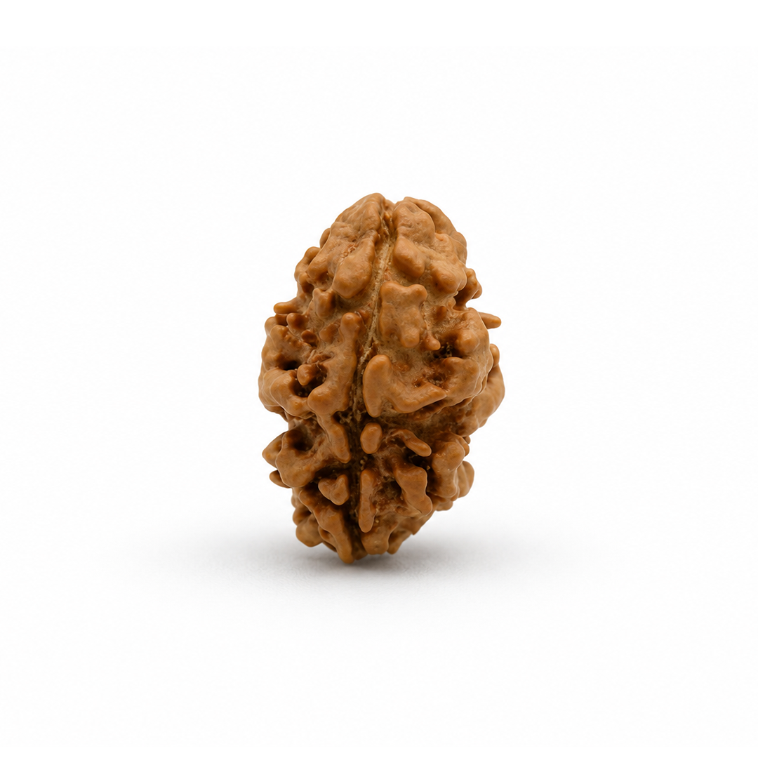 2 Mukhi Nepali Rudraksha (oval)