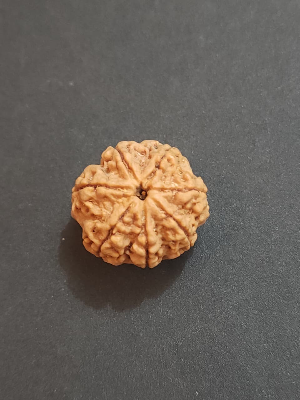 7 Mukhi Nepali Rudraksha image 5