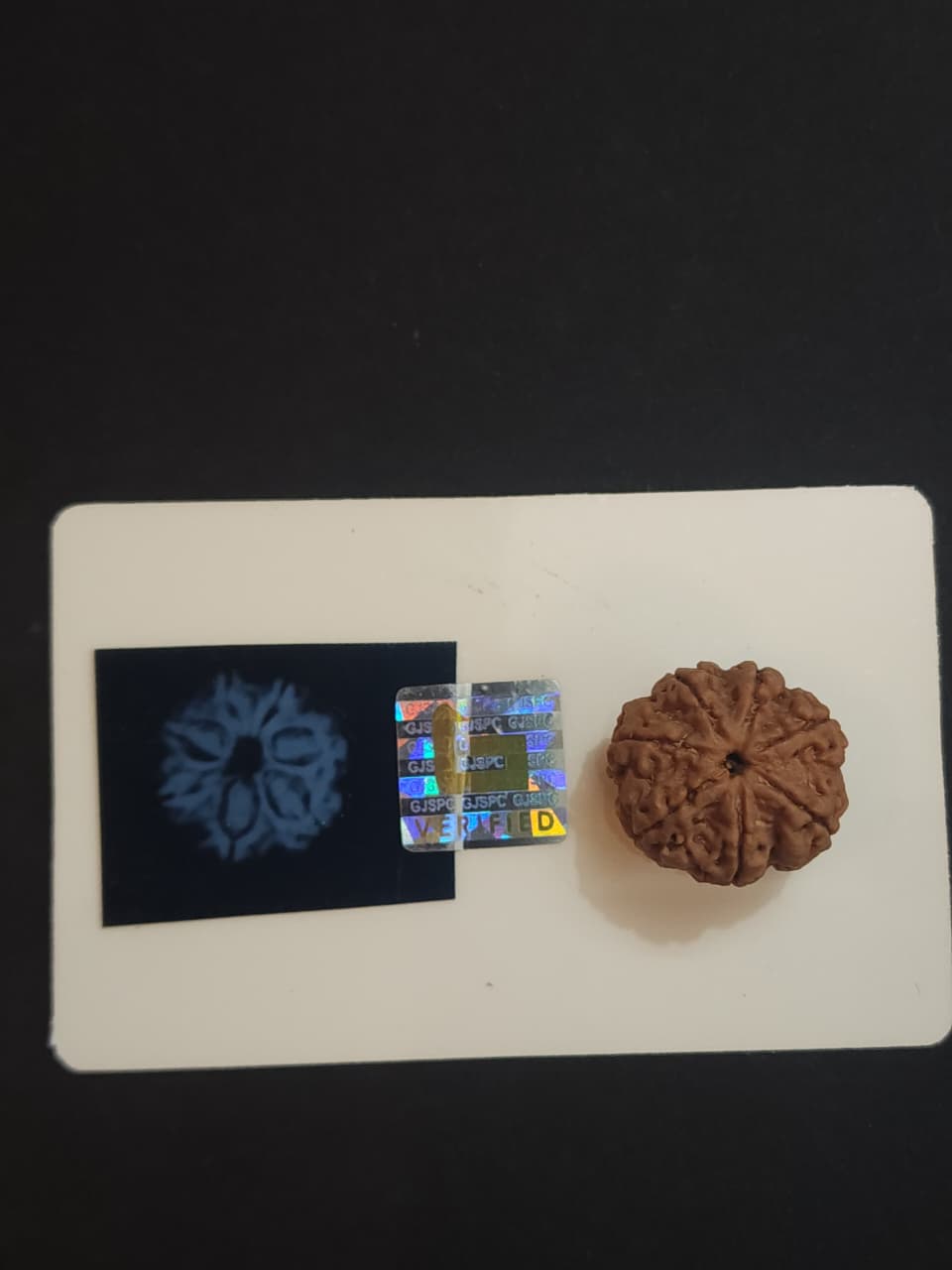 7 Mukhi Nepali Rudraksha image 2