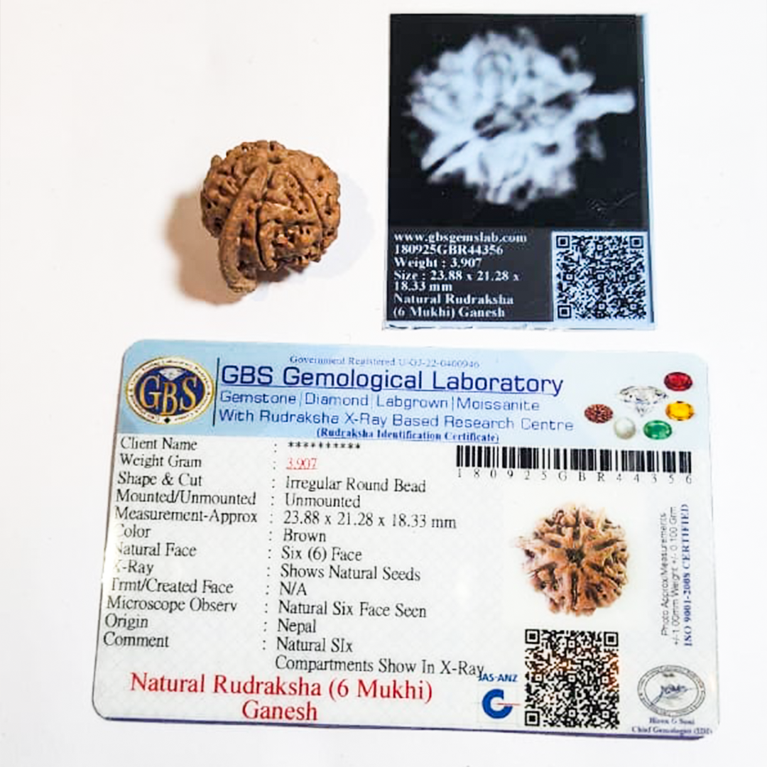 Ganesh Mukhi  Nepali Rudraksha image 2