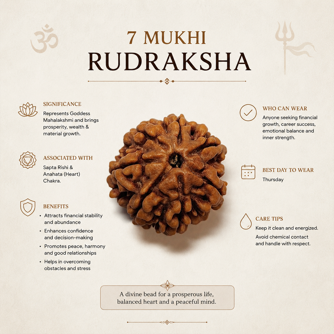 7 Mukhi Nepali Rudraksha image 4