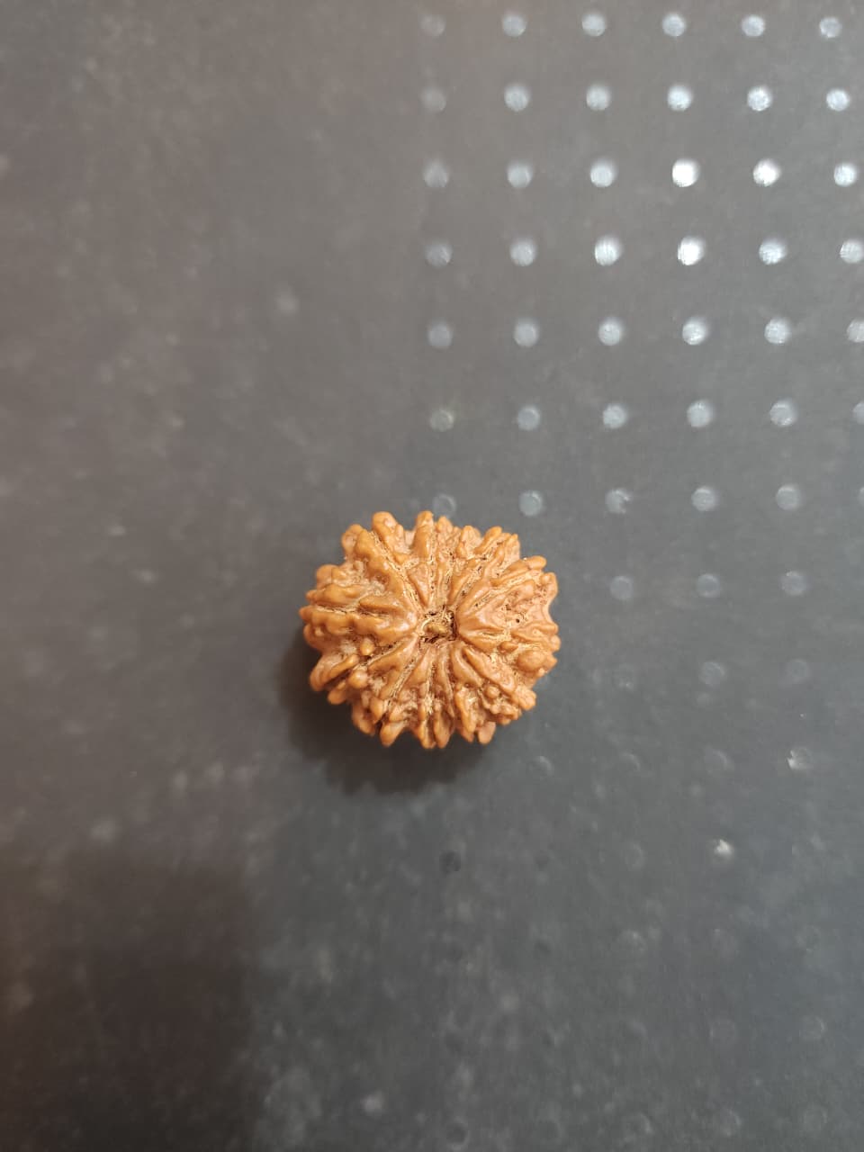 12 Mukhi Nepali Rudraksha image 2