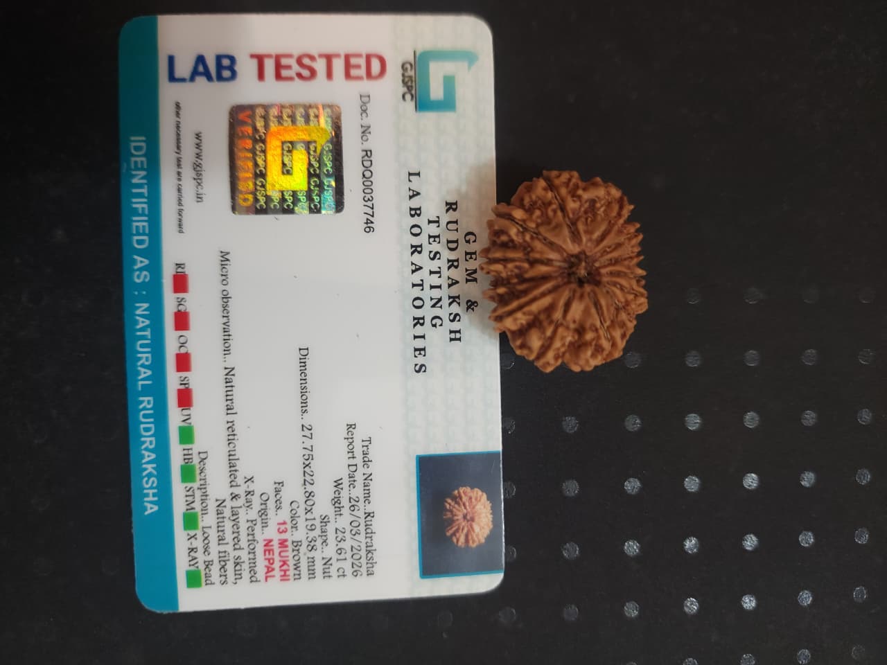 13 Mukhi Nepali Rudraksha image 2